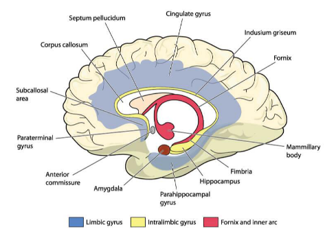 <p><span><span>cingulate and parahippocampal gyri</span></span></p>