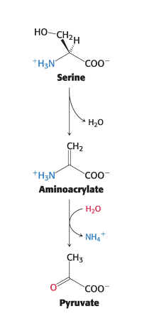 <p>directly deaminated</p><ul><li><p>serine dehydratase and threonine dehydratase <strong>directly deaminate </strong>their respective AA</p><ul><li><p>PLP = prosthetic group (non-protein component that is tightly bound to protein and essential for biological function)</p></li></ul></li><li><p>NO transfer of the <span>α-amino group to α-ketoglutarate is required</span></p></li><li><p><span>dehydration <strong>precedes</strong> deamination</span></p><ul><li><p>serine → pyruvate + NH4+ </p></li><li><p>threonine → α-ketobutyrate + NH4+</p></li></ul></li></ul><p></p>