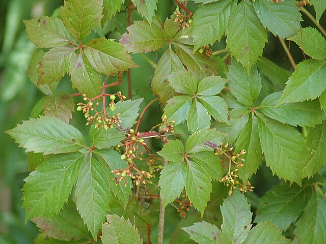 <p>Virginia Creeper</p>