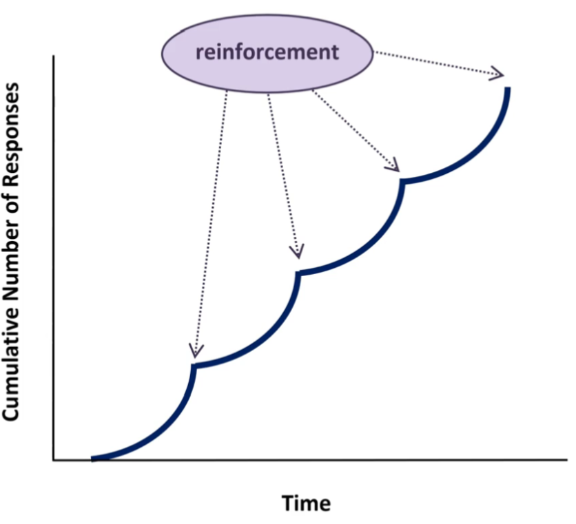 <p>Scallop </p><p>After reinforcement, there is period where responses drop & slowly ramps up, peaking before next reinforcement</p><ul><li><p>Does not want to miss reinforcement</p></li><li><p>No early reward if respond early</p></li></ul><p></p>