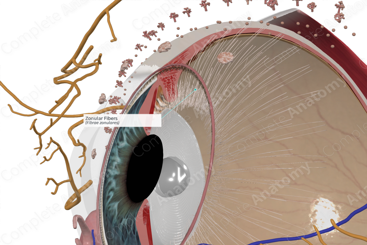 <p>Tiny, thread-like fibers that act like suspensory ligaments, holding the lens of the eye in place and allowing it to change shape for focusing</p>