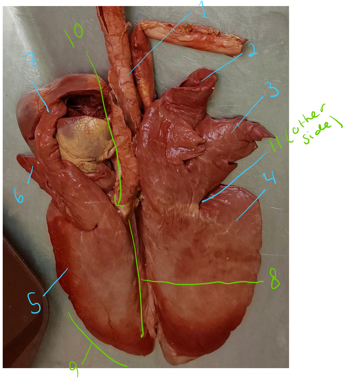 <p>identify parts of this lung of pig/car.<em> What structures separates the lobes?</em></p>