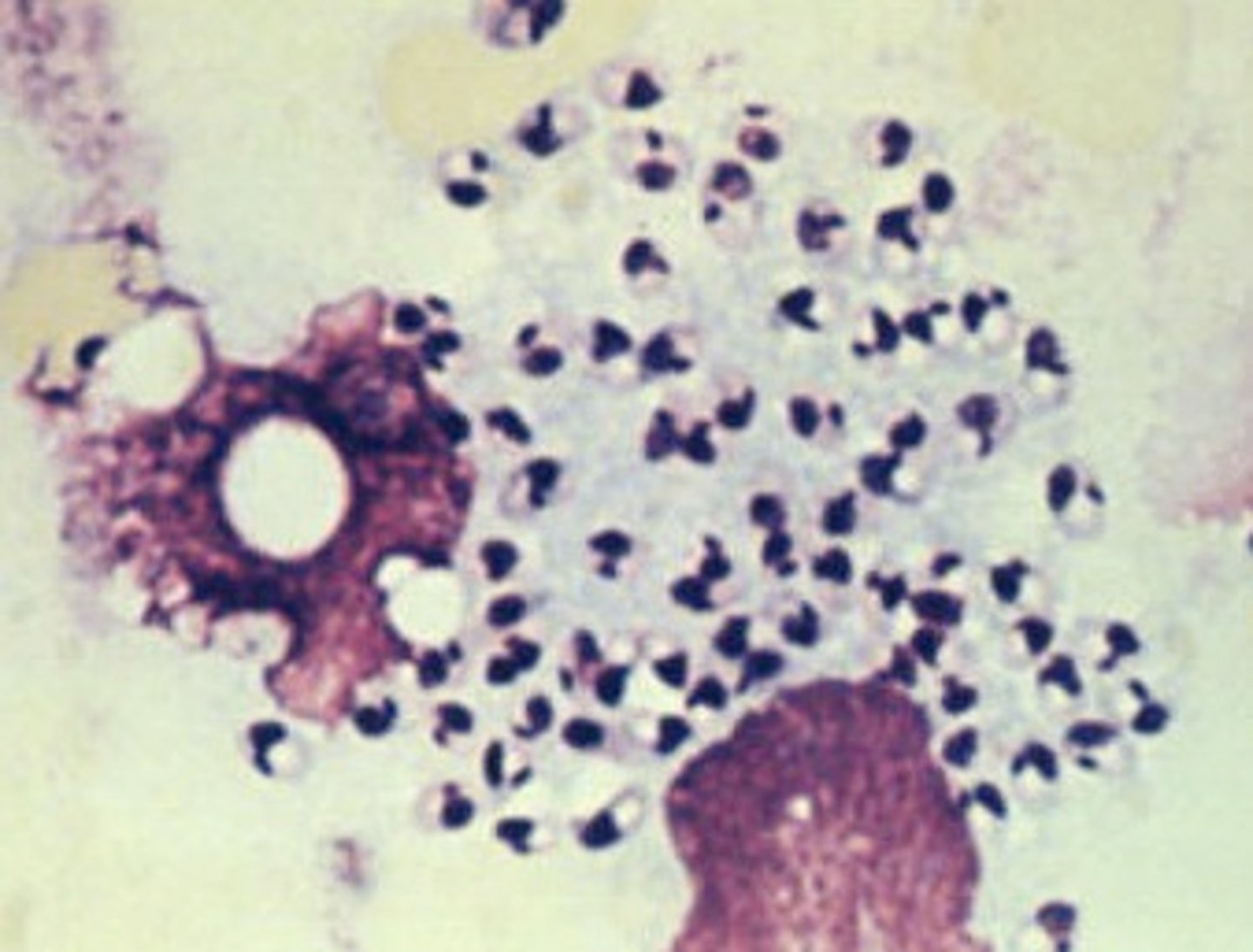 <p>very small</p>