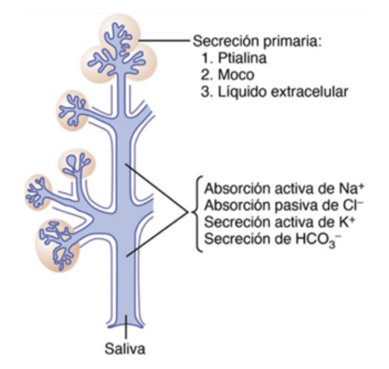 <p>Lingual lipase</p>