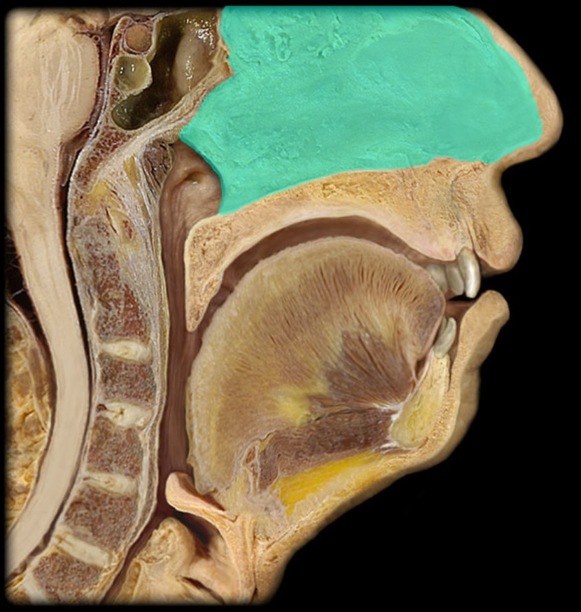 <p>(Donor Only)</p>