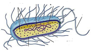 Bacteriële cellen
