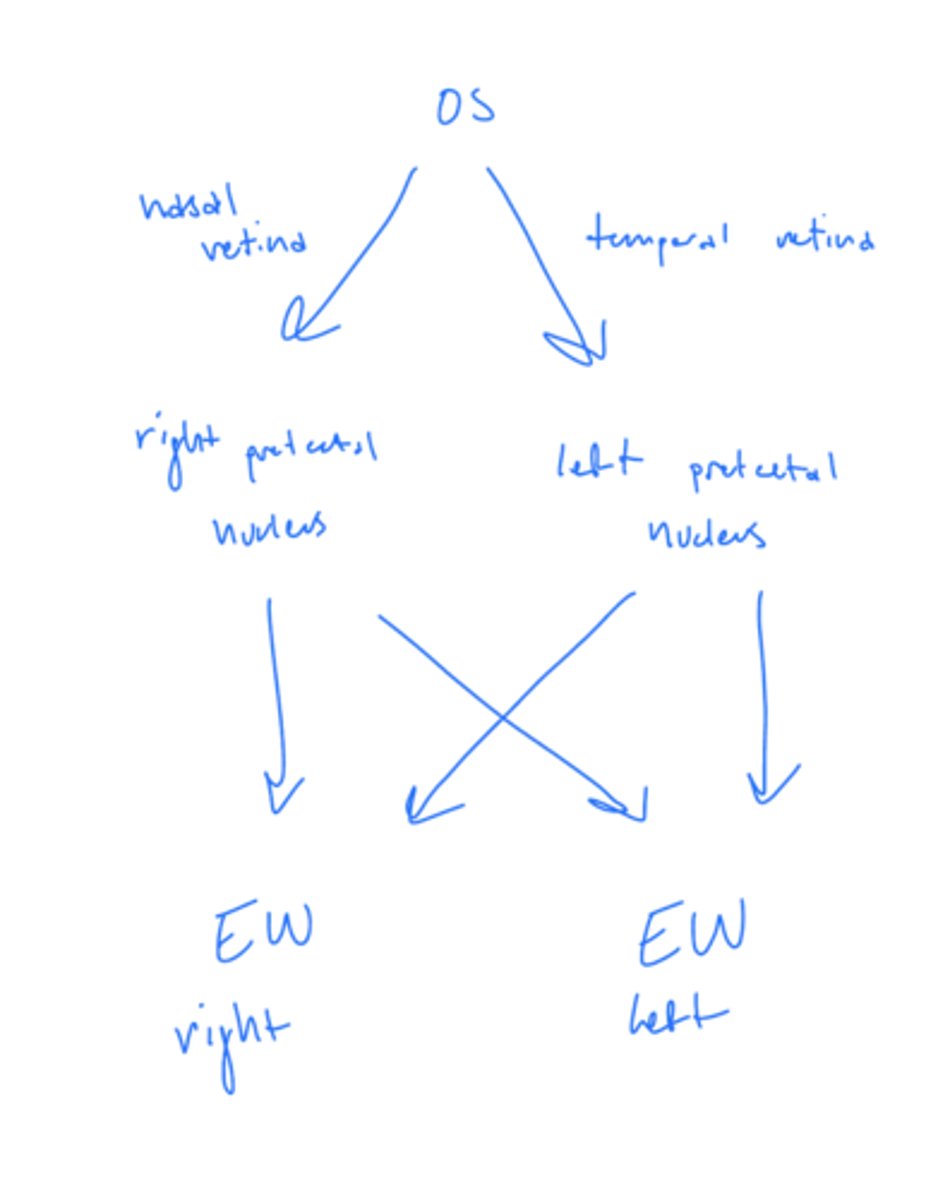 <p>both left and light EW nuclei</p>
