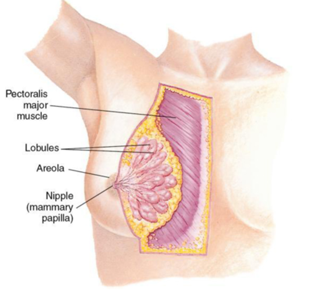 <p>pigmented area around the breast nipple</p>