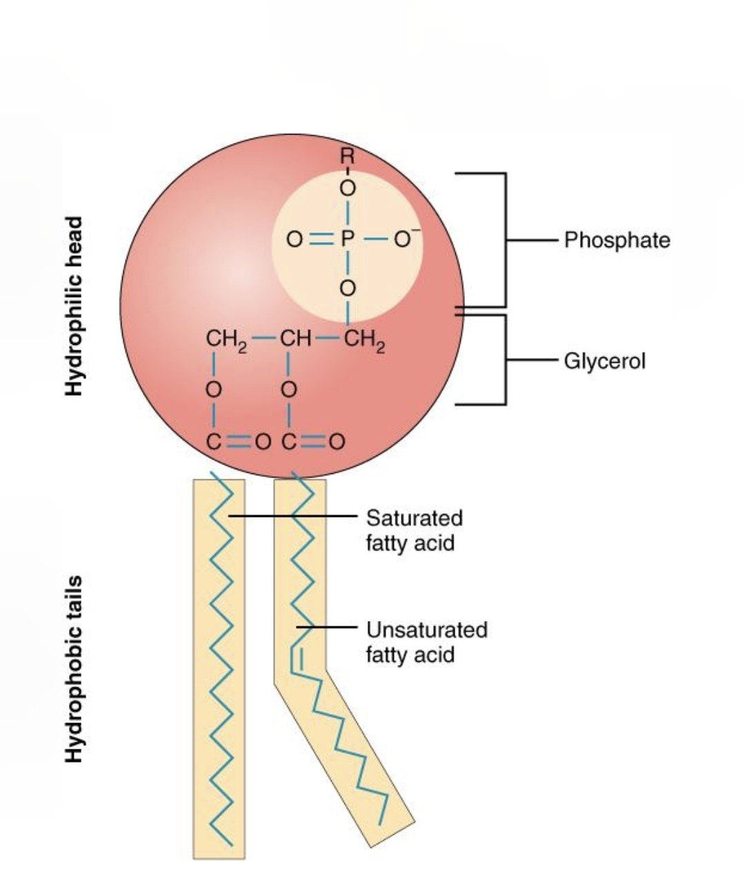 <p>Lipid, fats, and oils monomers</p>