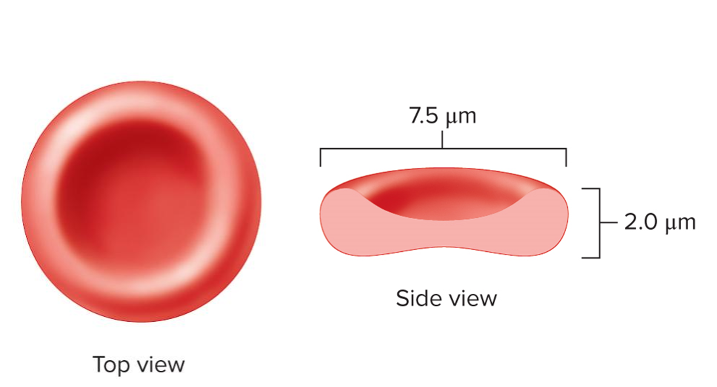 <ul><li><p>Biconcave disc shape</p></li><li><p>No nucleus = anucleate</p></li><li><p>Very flexible – allows them to pass through small vessels easily</p></li><li><p>Contain the protein hemoglobin, lipids, adenosine triphosphate (ATP), and carbonic anhydrase </p></li></ul><p></p>