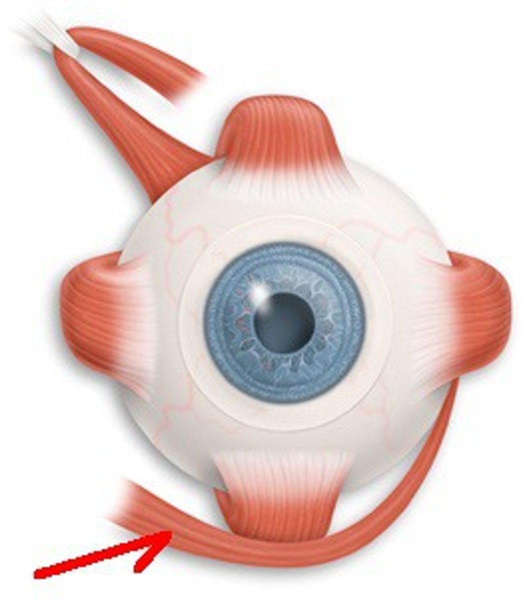 <p>primary: extorsion<br>secondary: elevation and abduction<br>Cranial Nerve 3</p>