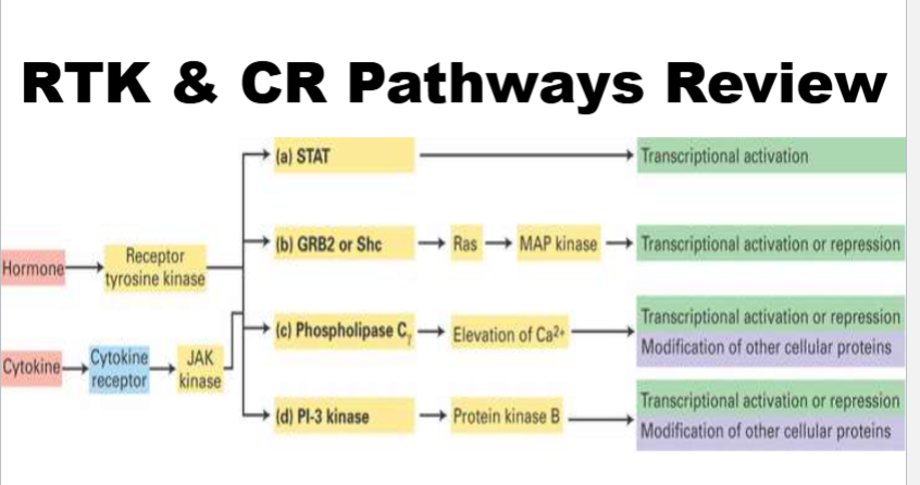 <ul><li><p>these pathways are used by rtk (receptor is both receptor and enzyme) and cytokine receptors (receptor is just a receptor)</p></li></ul><p></p>