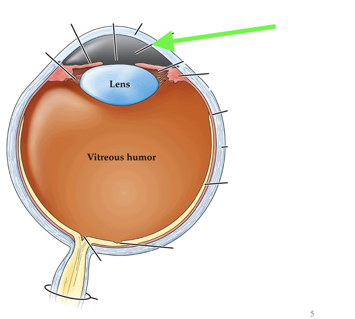 <p>what part of the eye is this?</p>