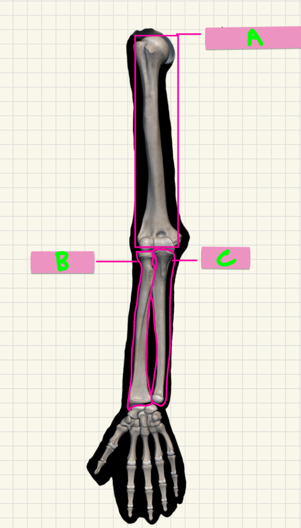 <p>What’s A-C (the whole bones)?</p><p>&amp; Which view is this in? </p>