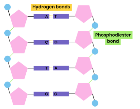 <ul><li><p>polymer of nucleotides (polynucleotide)</p></li><li><p>each nucleotide formed from deoxyribose, a phosphate group and a nitrogen-containg organic base </p></li><li><p>phosphodiester bonds join adjacent nucleotides </p></li><li><p>2 polynucleotide chains held together by weak hydrogen bonds </p></li><li><p>between specific complementary base pairs - adenine / thymine and cytosine / guanine</p></li><li><p>double helix </p></li></ul><p></p>
