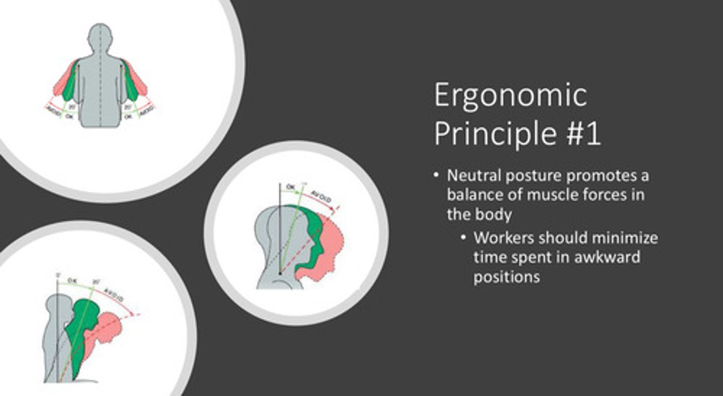 <p>neutral posture promotes a balance of muscles forces in the body —> workers should minimize time spent in awkward positions</p>