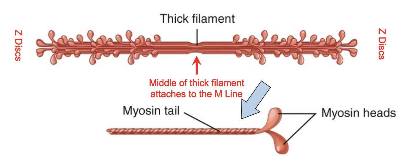 <ul><li><p>approx. 300 molecules of myosin in one thick filament </p></li><li><p>The thin rod-like tails overlap to form the thick filament with the heads protruding out of the filament</p></li><li><p></p></li></ul><p></p>