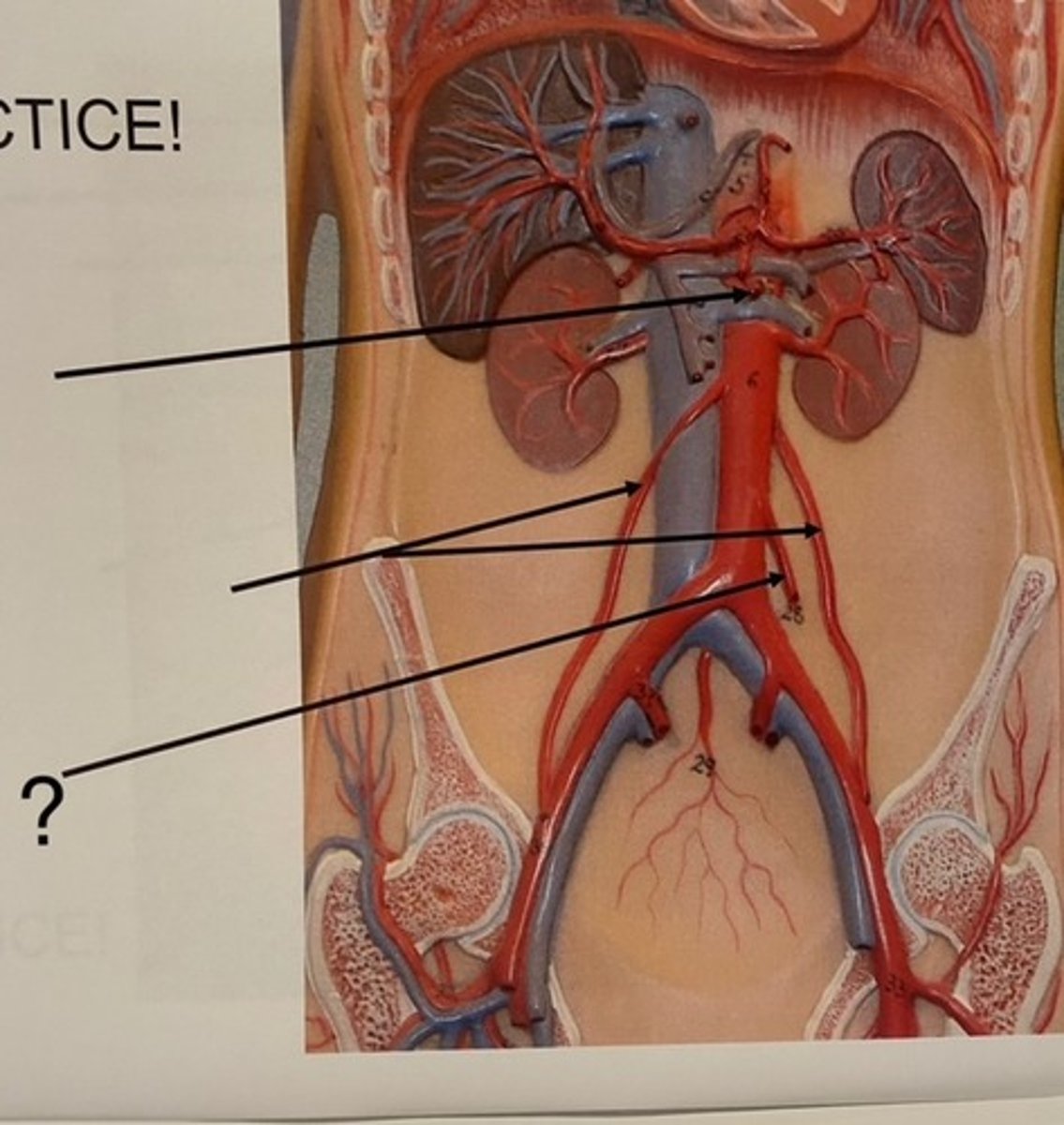 knowt flashcard image