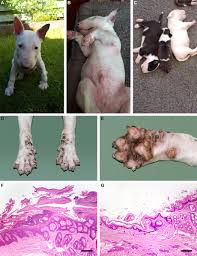<p>Retarded growth, progressive, acral, hyperkeratotic dermatitis, pustular dermatitis at mucocutaneous junctions</p>