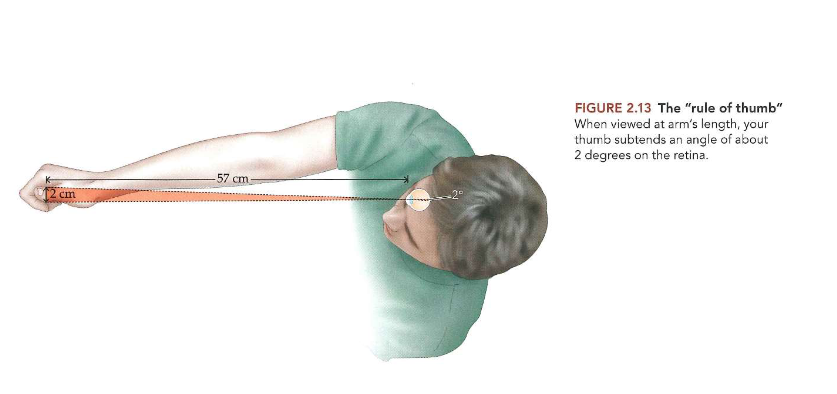<p>→ om te weten hoe groot 1 graad is</p><ul><li><p>vuistregel:</p><ul><li><p>duim, bekeken op armlengte, maakt hoek van ± 2 graden op het netvlies (ervan uitgaande dat duim ± 2cm breed is &amp; uitgestrekte arm zich ± 57cm van oog bevindt)</p></li></ul></li><li><p>dus: als we direct naar een object kijken waarvan beeld kleiner is dan 1 graad, zal beeld op gebied van netvlies terechtkomen dat alleen kegeltjes heeft</p></li></ul><p></p>