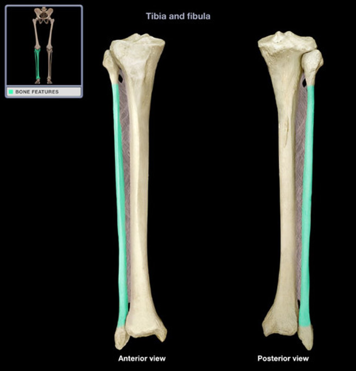 <p>the long portion of the tibia</p>