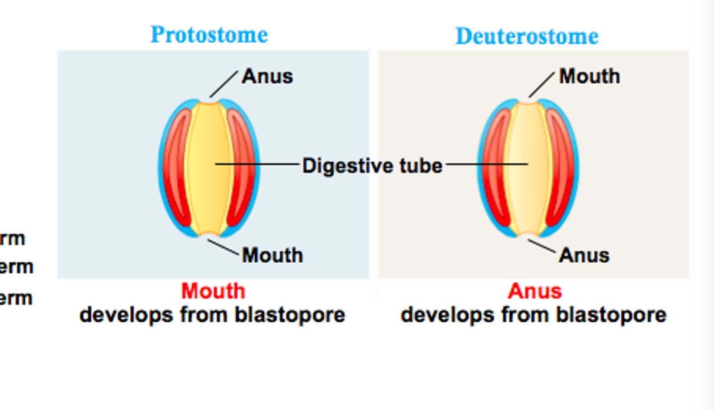 <p>Protostomes - blastopore becomes mouth</p><p>Deuterostomes - blastopore becomes anus</p>