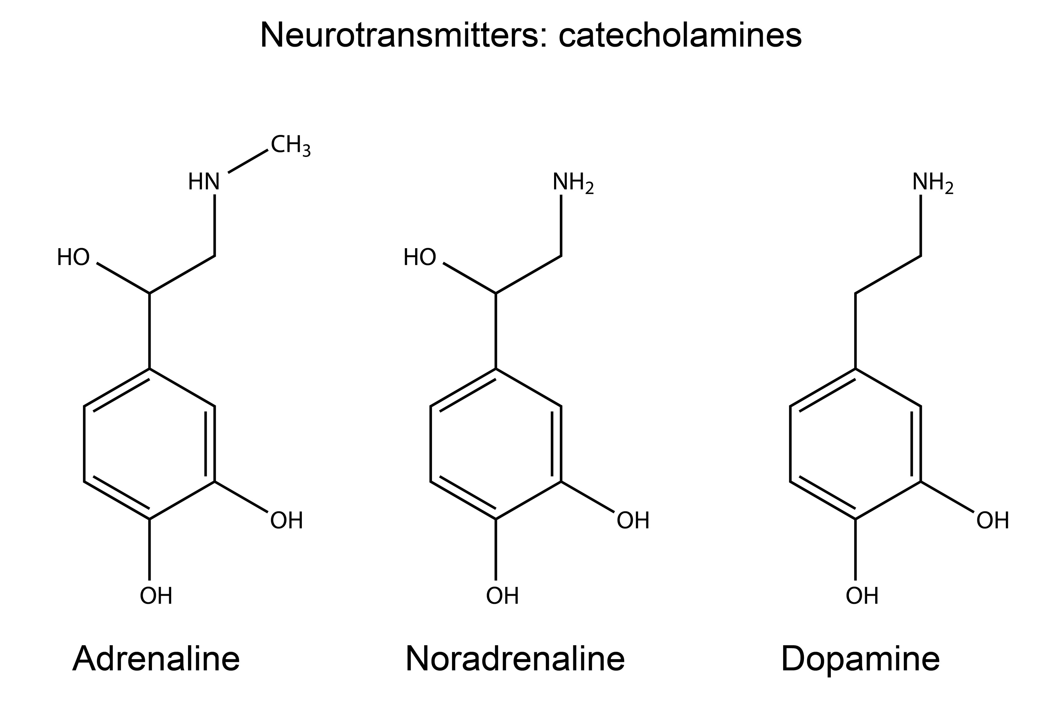 <ul><li><p><strong>Amino Acid Derived hormone type</strong></p></li><li><p>• Have a catechol group and an amine group • Derived from tyrosine </p></li><li><p>• <strong>Dopamine, Norepinephrine, Epinephrine</strong></p></li><li><p><strong> • Synthesized in the Adrenal Medulla</strong></p></li><li><p><strong> • Primary function for NE and E </strong>• Responds to stress</p></li></ul><p></p>