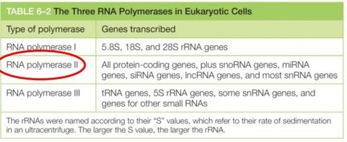 <p>- tRNA genes</p><p>- 5S rRNA genes</p><p>- Some snRNA genes</p><p>- Genes for other small RNAs</p>