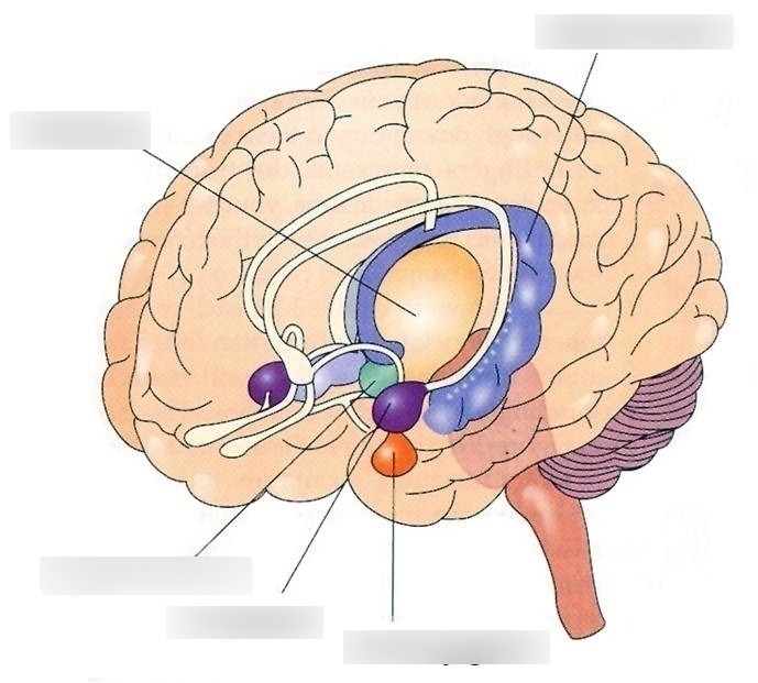 label the limbic system