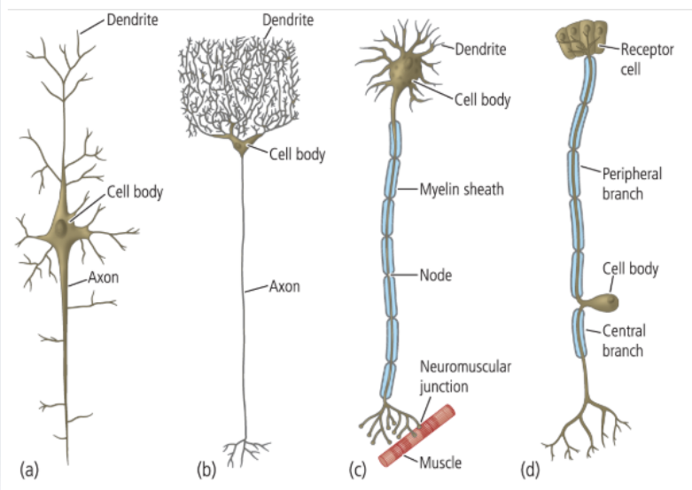 <p>Name the types of neurons</p>