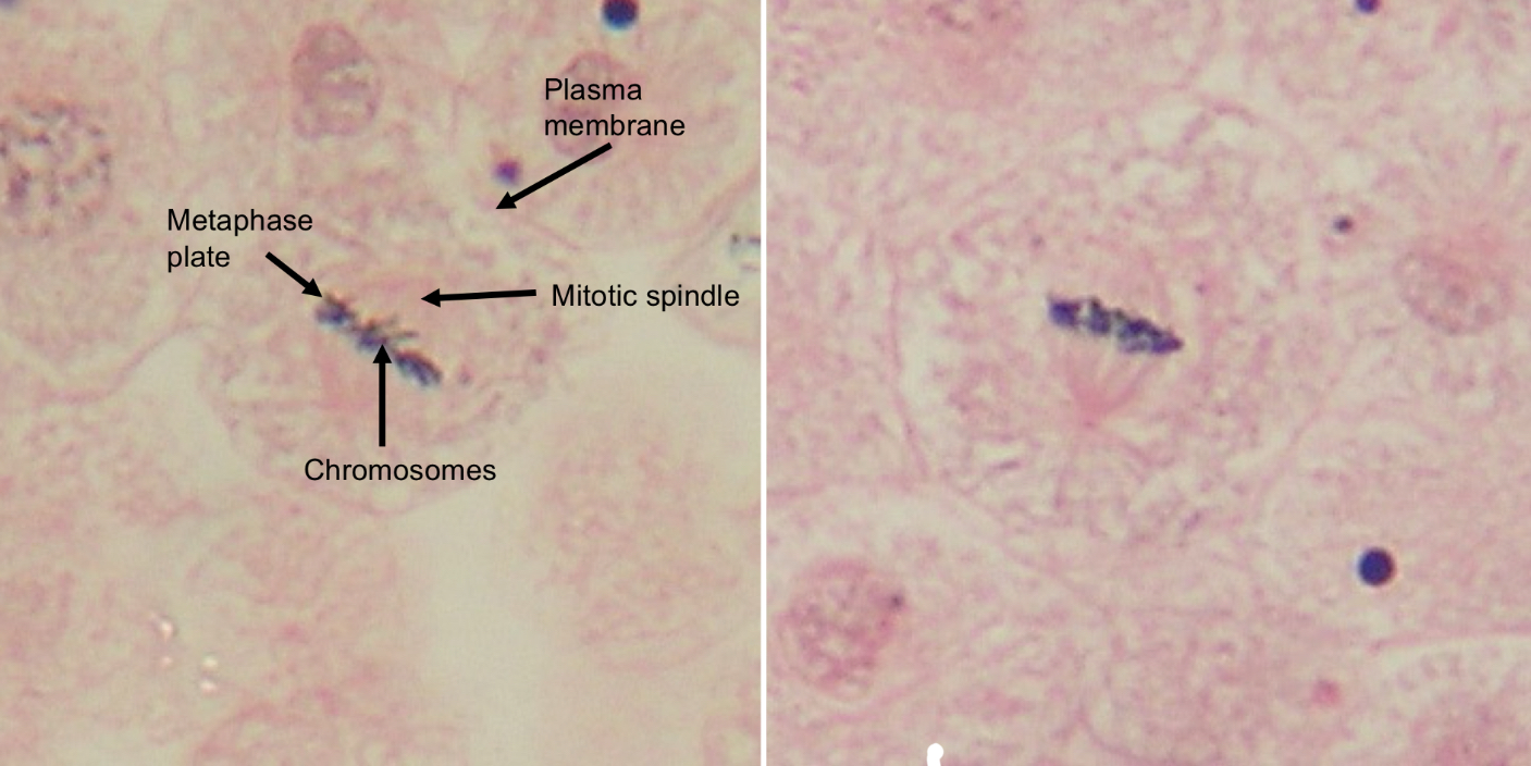 <p>which phase is this?</p>