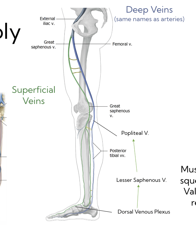 <p>2</p><p>((deep veins - blue) - same as arteries)</p><p>(superficial veins - green)</p>