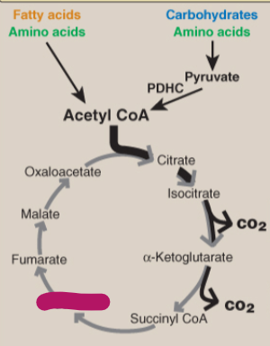 <p>Label the TCA cycle.</p>