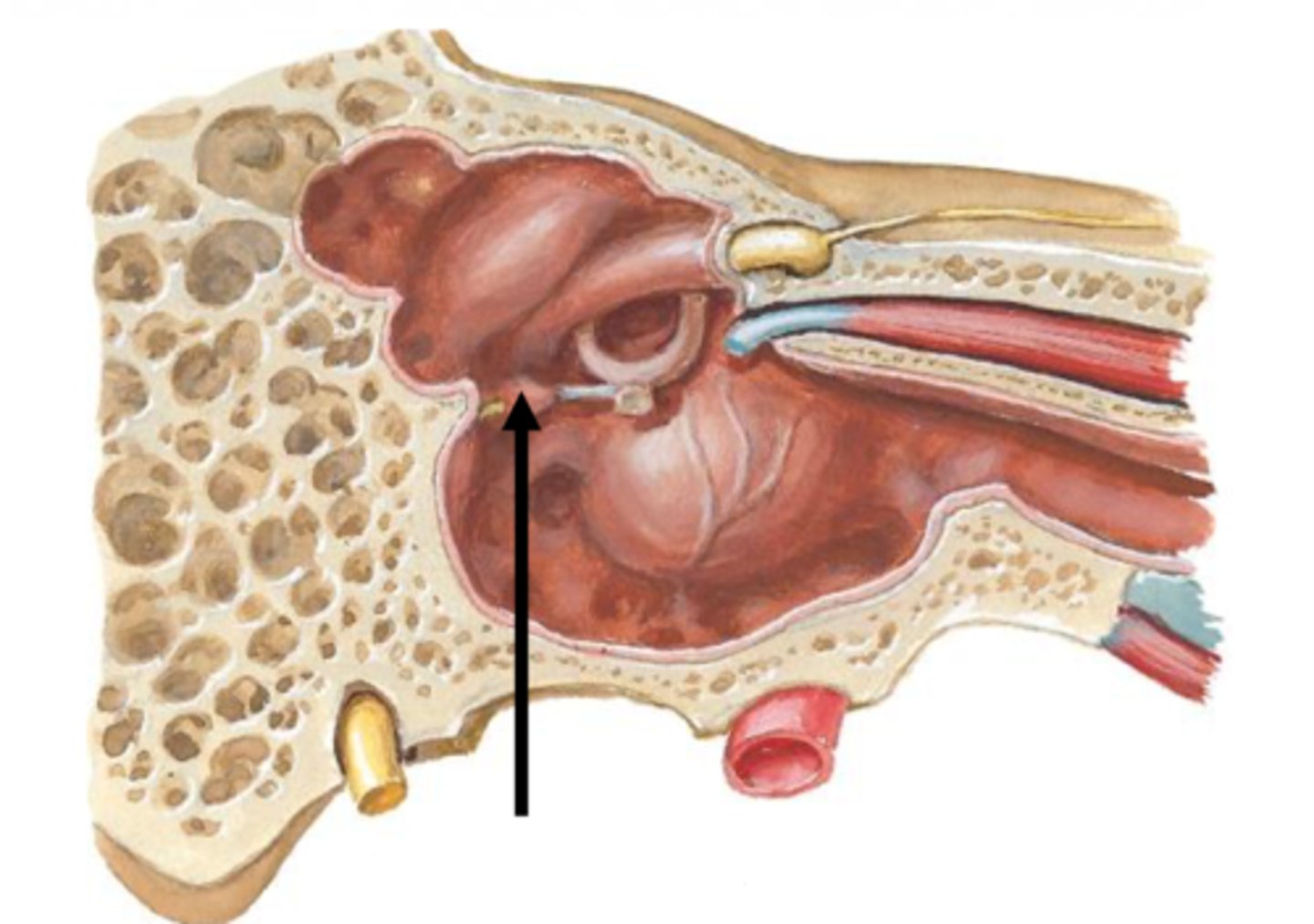 <p>What is this muscle?</p>