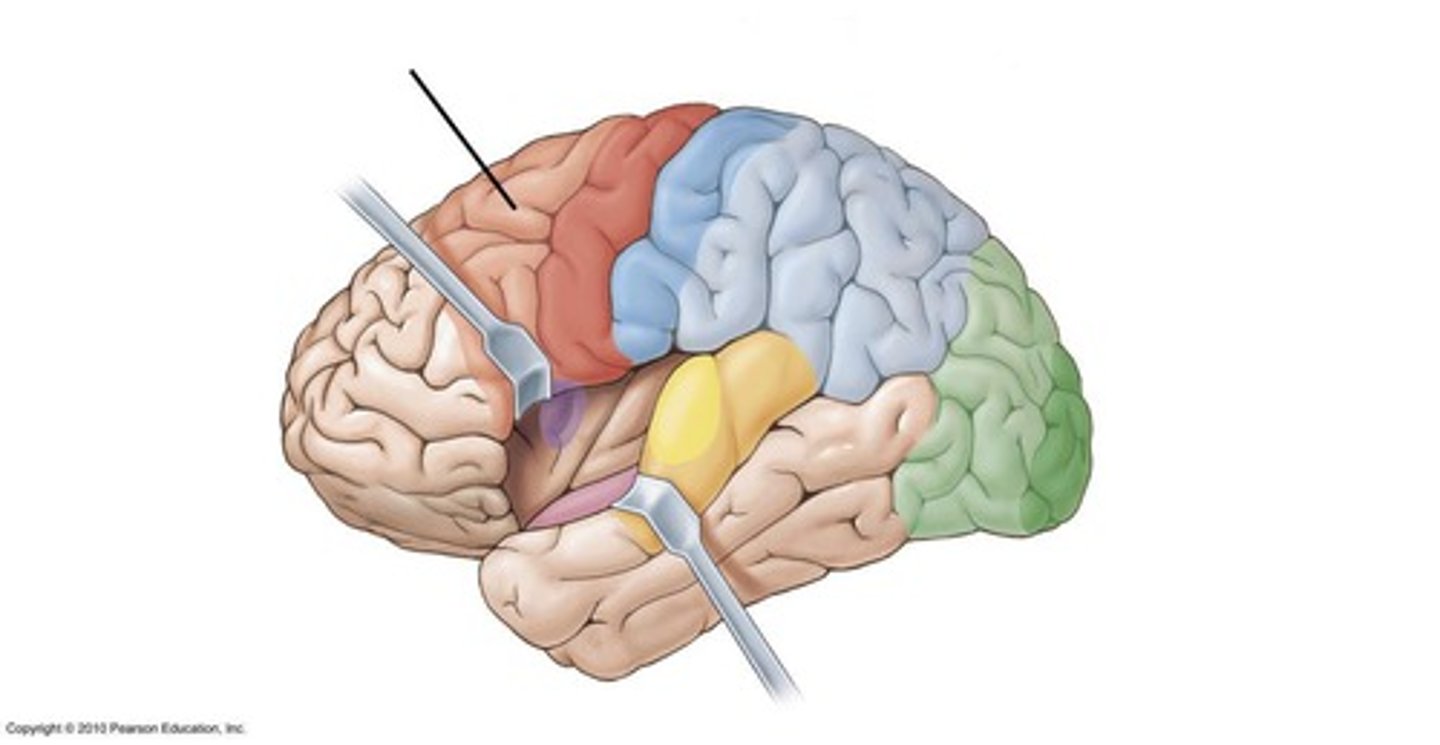 <p>responsible for coordinating learned movements</p>