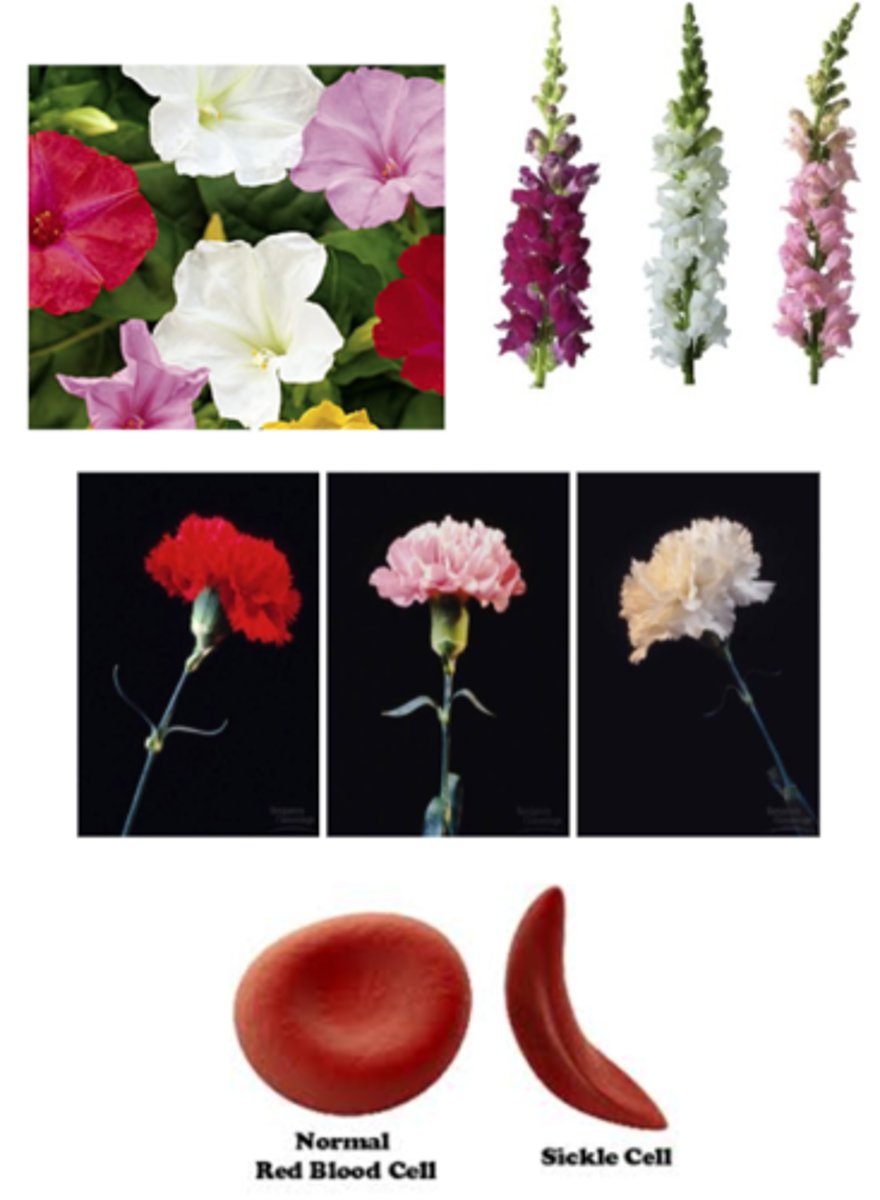 <p>Examples of this type of inheritance include:<br>Flower color (four o'clocks, snapdragons, carnations)<br>Sickle cell anemia in humans</p>