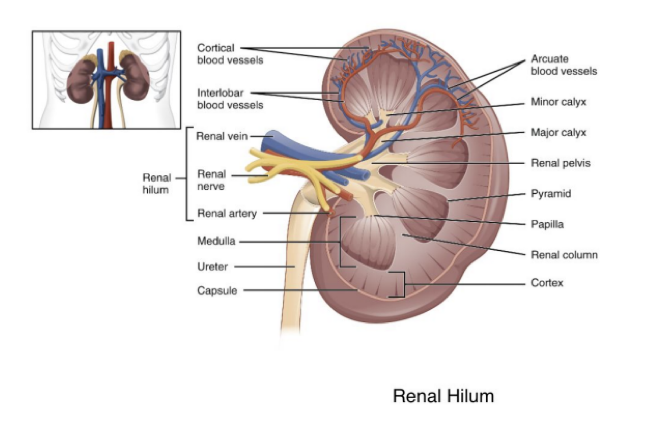 <p>Ureter, blood vessels, lymphatic vessels, &amp; nerves. </p>