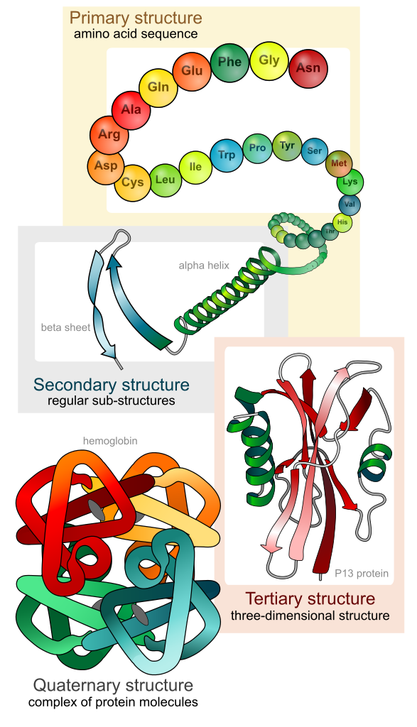 <p>Molecule consisting of polypeptides (polymers of amino acids) folded in a 3D space</p><ul><li><p>Includes sulfur</p></li><li><p>Shape determines function</p></li></ul>