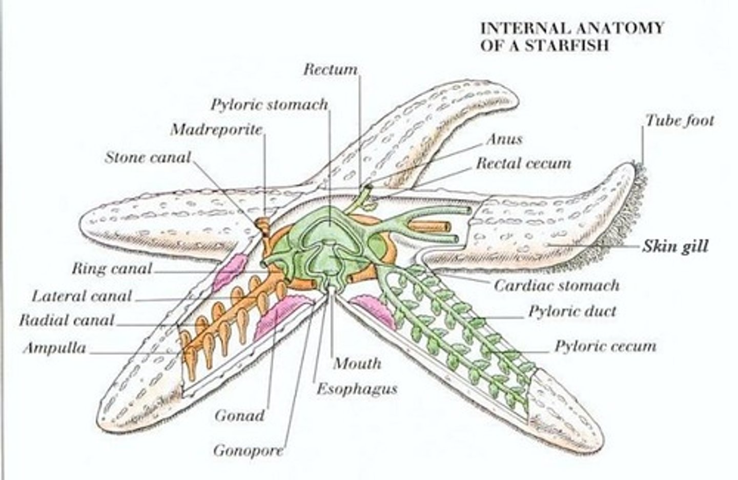 <p>the reproductive organs, produces eggs, (light colored yellowish)</p>