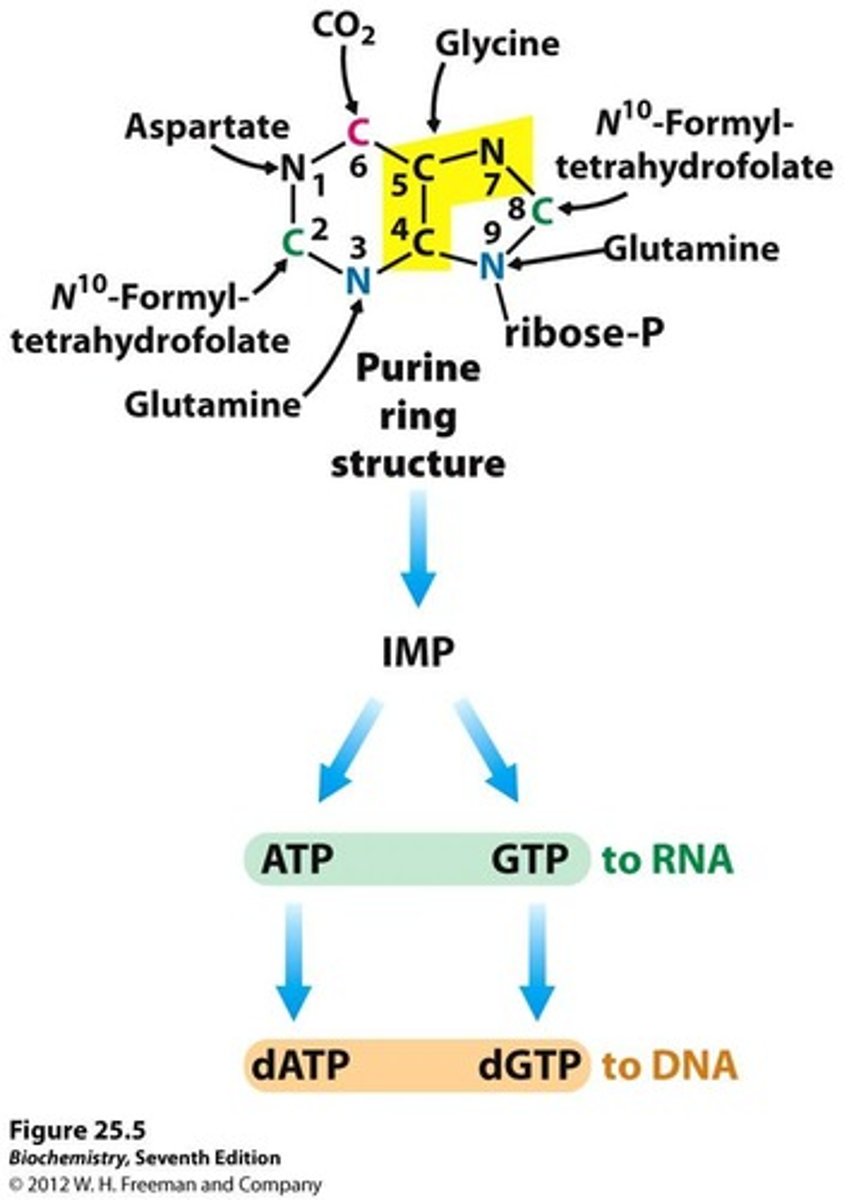 <p>The end products of purine biosynthesis are AMP (adenosine monophosphate) and GMP (guanosine monophosphate).</p>