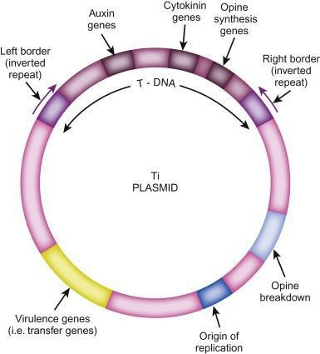 <p>1. T-DNA (mobile DNA element), 2. Virulence area (vir) with vir genes, 3. Border sequences (25 bp) in the Agrobacterium chromosome.</p>