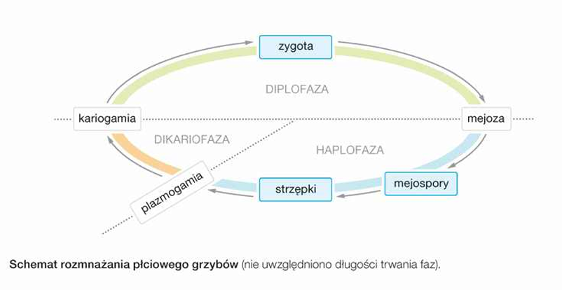 <p>rozmnażanie płciowe grzybów obejmuje zapłodnienie, w wyniku którego powstaje diploidalne jądro zygotyczne, oraz mejozę, w wyniku której powstają haploidalne zarodniki - <strong>mejospory</strong>. </p><p>U grzybów wyróżnia się następujące sposoby zapłodnienia:</p><ul><li><p><strong>gametogamię</strong> - łączenie się gamet, które może przyjmować postać  izo-, anizo- lub oogamii. Gamety powstają w gametangiach, które są zróżnicowane na gametangia męskie - <strong>plemnie </strong>- i gametangia żeńskie - <strong>lęgnie</strong>. Gametogamia zachodzi np. u niektórych skoczkowych;</p></li><li><p><strong>gametangiogamię</strong> - polega na łączeniu się całych gametangiów. W procesie tym zawartość plemni przelewa się do lęgni. Gametangiogamia zachodzi np. u sprzężnionych i workowców</p></li><li><p><strong>somatogamię</strong> - polega na łączeniu i zrastaniu  się zróżnicowanych płciowo strzępek. Somatogamia zachodzi  np. u podstawczaków.</p></li></ul><p>W cyklu rozwojowym większości grzybów <strong>plazmogamia</strong>, czyli połączenie się cytoplazmy gametangiów lub strzępek, jest oddzielona w czasie od <strong>kariogamii</strong>, czyli połączenia się jąder komórkowych. W wyniku plazmogamii powstają <strong>strzępki dwujądrowe - dikariotyczne</strong>. W związku z tym cykl rozwojowy obejmuje trzy fazy jądrowe: haplofazę (1n), dikariofazę (1n + 1n) oraz diplofazę (2n).</p><p></p>