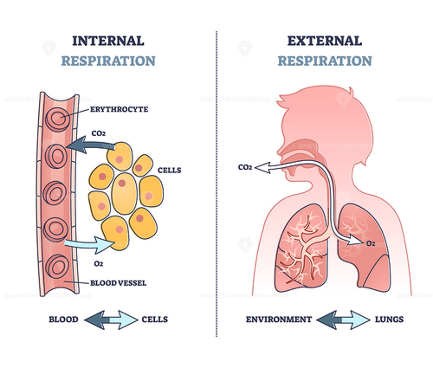 <p>Exchanging oxygen and carbon dioxide</p>