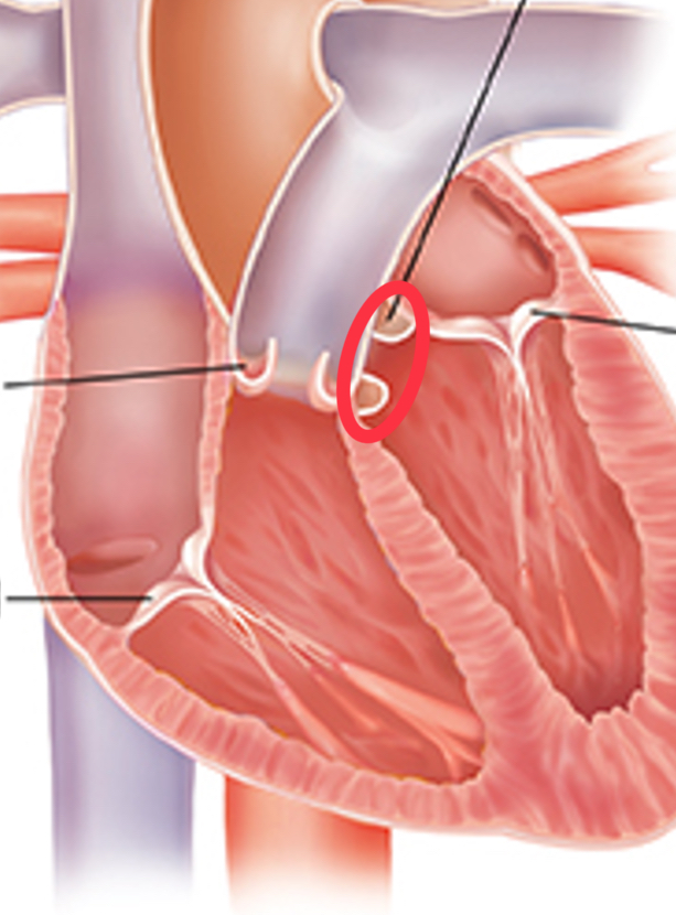<p>where oxygenated blood exits the LV to go into the aorta </p>