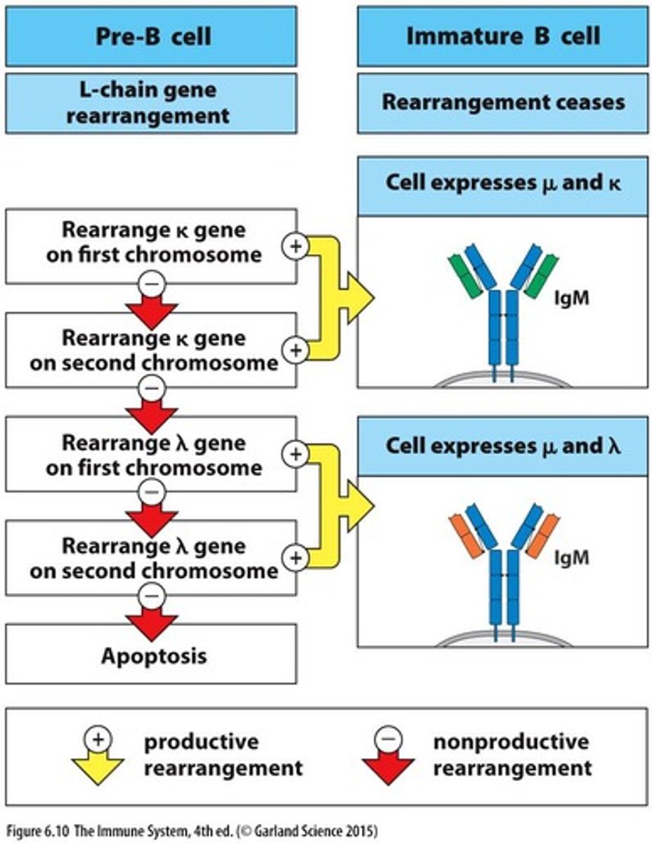 <p>They result in the generation of STOP codons and the creation of nonfunctional proteins.</p>