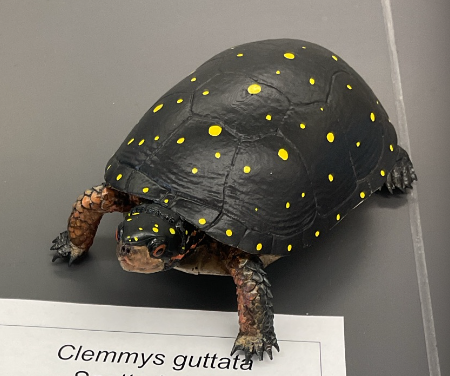<p>Clemmys guattata</p><p>Spotted turtle</p><p>Endangered</p><p>Family Emididae</p><p>Straight line shell</p><p>Domed carapace</p><p>Carapace is black with small white, yellow, or orange spots</p><p>Plastron is orange to cream in colour with a black blotch on each scute</p><p>Legs and tail are grey to black with varying amounts o yellow, orange, and white spots</p><p>Males have a tan to black chin while females have a yellow to orange chin and eyes</p>