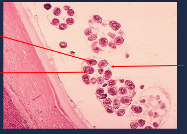 State the name of the lower left portion of the picture.