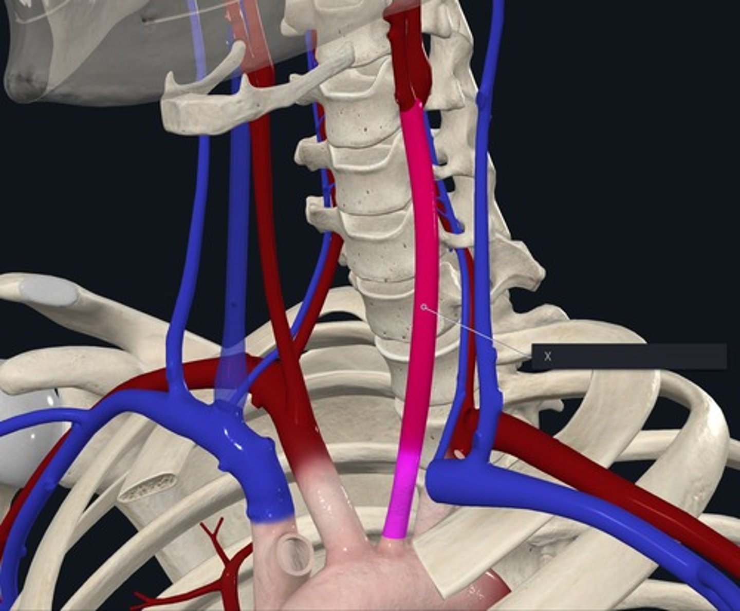<p>Name the Vessel highlighted pink and marked with the X orginates off aorta</p>