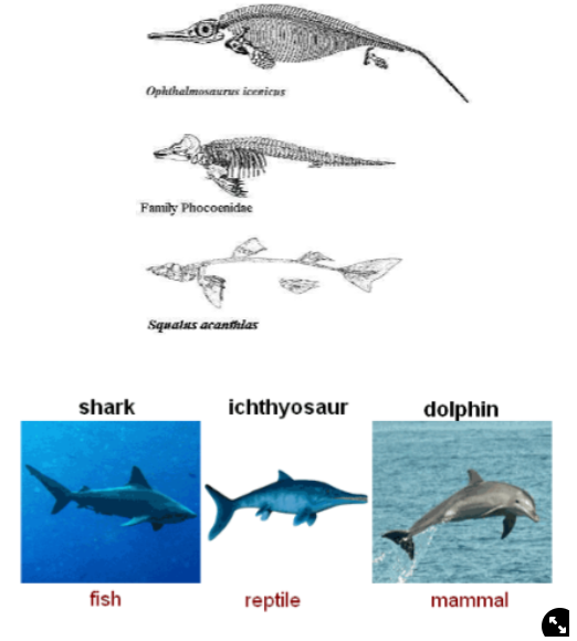 <ul><li><p>same shape to adapt to water movement</p></li><li><p>all are <strong>fusiform</strong>→ move rapidly through water</p></li><li><p>have different skeletons but similar shapes</p></li></ul>