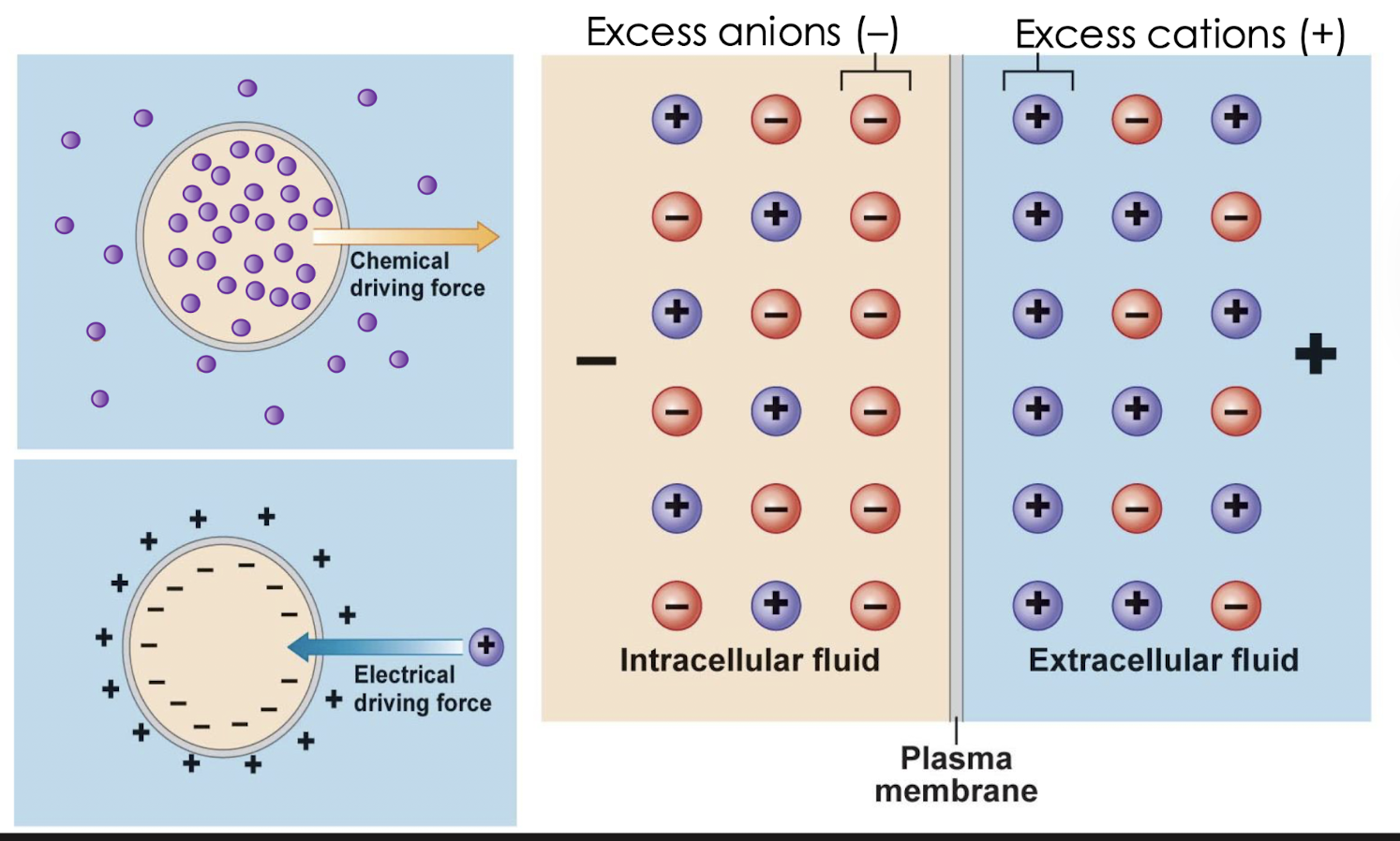 <p>diffusion of charged solutes is affected by own chemical gradient AND overall electrical gradients</p>